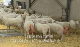 育肥羊爆料视频最新网站,最新爆料视频网站深度解析