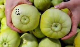 甜瓜游乐场作者最新爆料,揭秘幕后故事与创作灵感