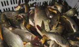 鲤鱼养殖爆料视频播放网站,海量资源助您轻松掌握养殖技巧