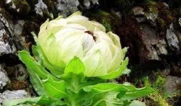 雪莲是谁爆料的视频,娱乐圈惊人内幕大曝光