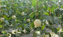 免费吃瓜入口在哪里找到,轻松获取美食资讯攻略