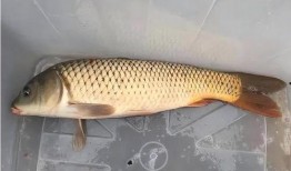 鲤鱼养殖爆料视频播放网站,海量资源助您轻松掌握养殖技巧