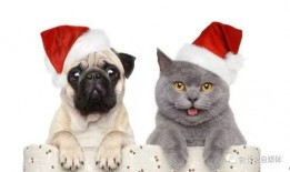 抖音如何爆料宠物新闻,捕捉萌宠瞬间，见证温馨瞬间