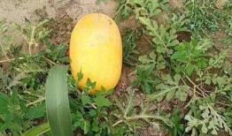 最新的瓜爆料,揭秘娱乐圈最新惊天大瓜！