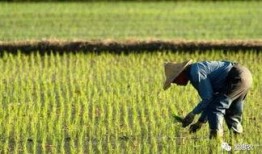 一亩三分地在线观看,揭秘农业科技发展之路