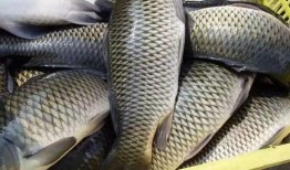 鲤鱼养殖爆料视频播放网站,海量资源助您轻松掌握养殖技巧