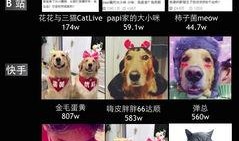 抖音如何爆料宠物新闻,捕捉萌宠瞬间，见证温馨瞬间